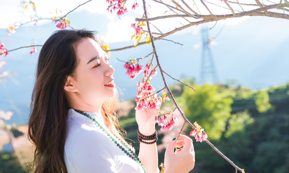 Đầu đông, lên Sa Pa ngắm mai anh đào hồng rực nhuộm cả đồi chè Ô Long