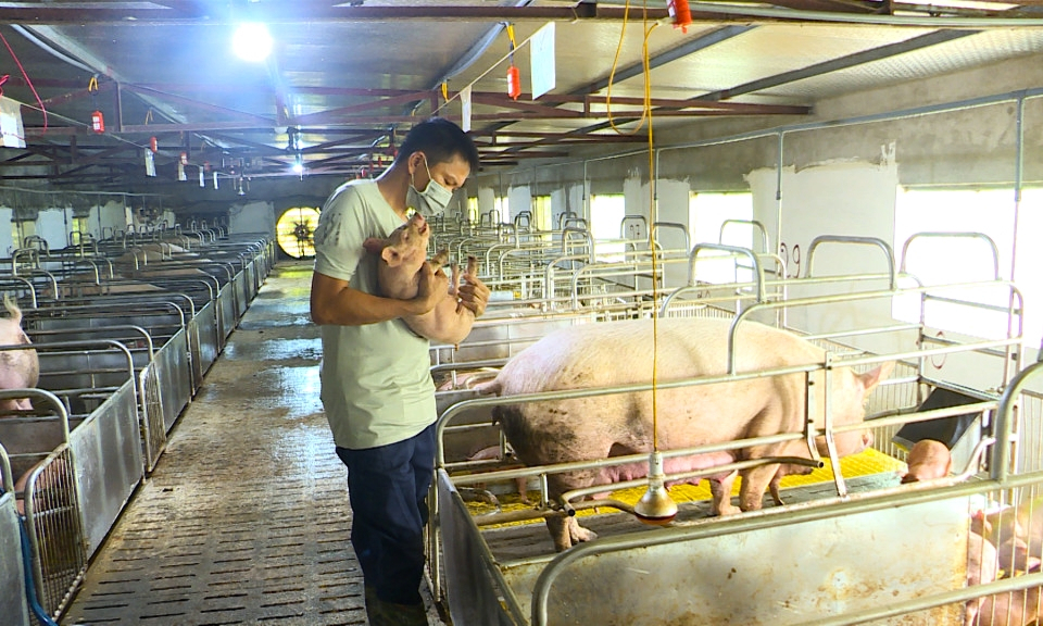 Đảm bảo nguồn cung và giá thịt lợn cuối năm