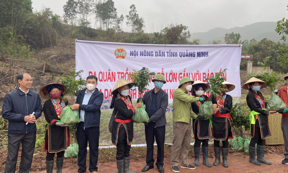 Hoàn thành trồng rừng gỗ lớn