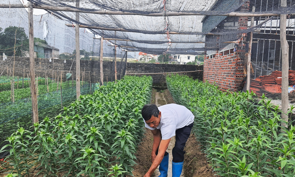 Bình Khê vào vụ hoa Tết