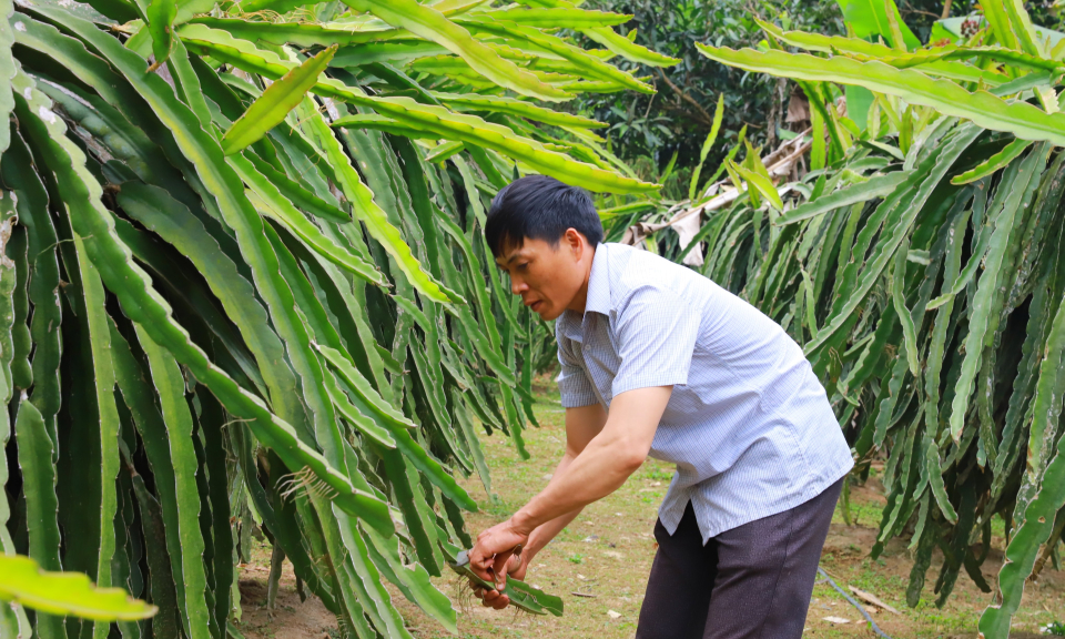  Diện mạo mới, sức sống mới ở  huyện miền núi Bình Liêu