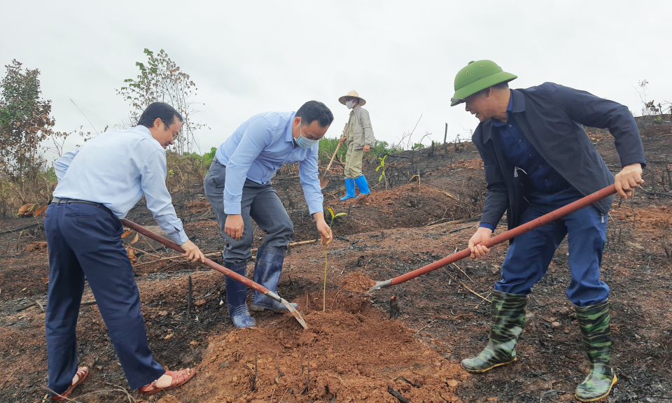 Nhân lên những cánh rừng gỗ lớn