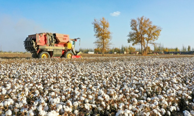 Đồng bông gòn 110.000ha trắng như tuyết ở Tân Cương