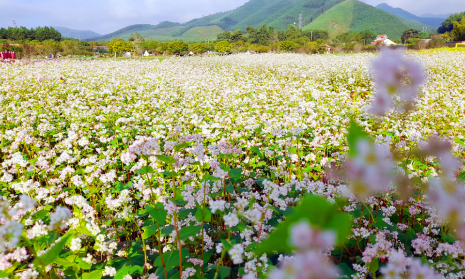 Buckwheat flowers in the outskirt of Ha Long