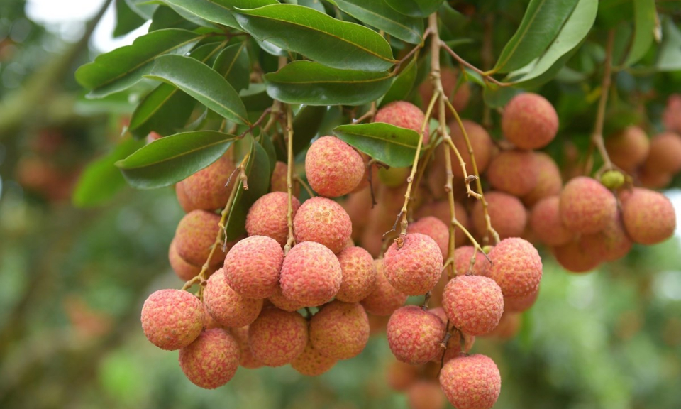 Bản tin vùng Đông Bắc ngày 10/12/2022
