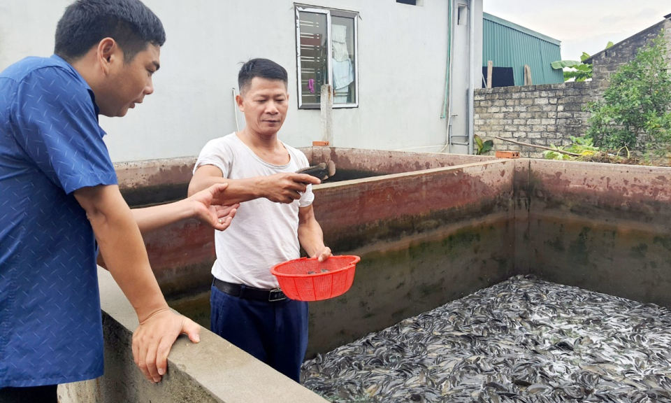 Người tiên phong nuôi cá rô đồng ở Hồng Thái Đông