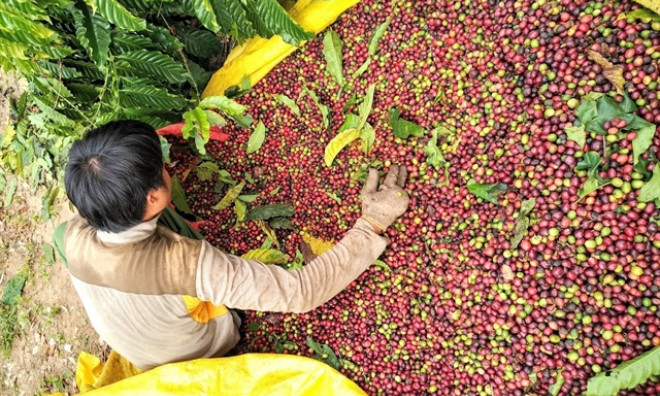 Sustainable development holds the key to the success of Vietnamese coffee