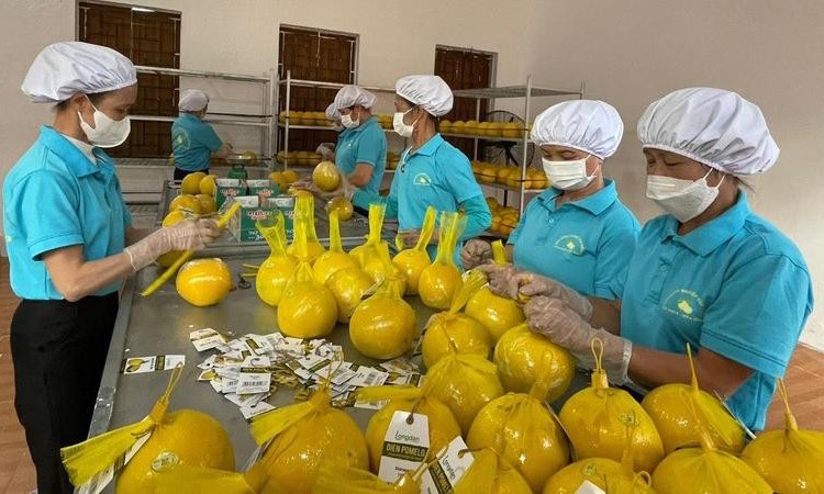 Nhìn lại năm 2022: Nông nghiệp vững "tay chèo" vượt qua "sóng cả"