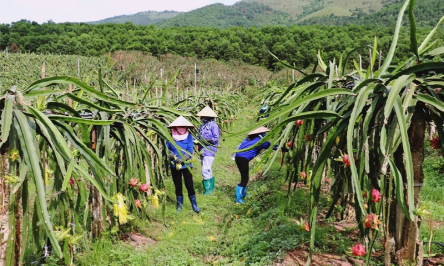 "Vé thông hành” cho nông sản xuất khẩu