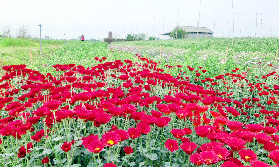 下龙市确保花卉市场供应充足