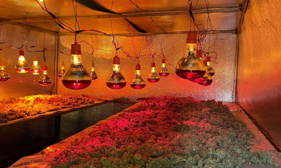 Công an đột kích 'trang trại' trồng, chế biến cần sa ở Gia Lai