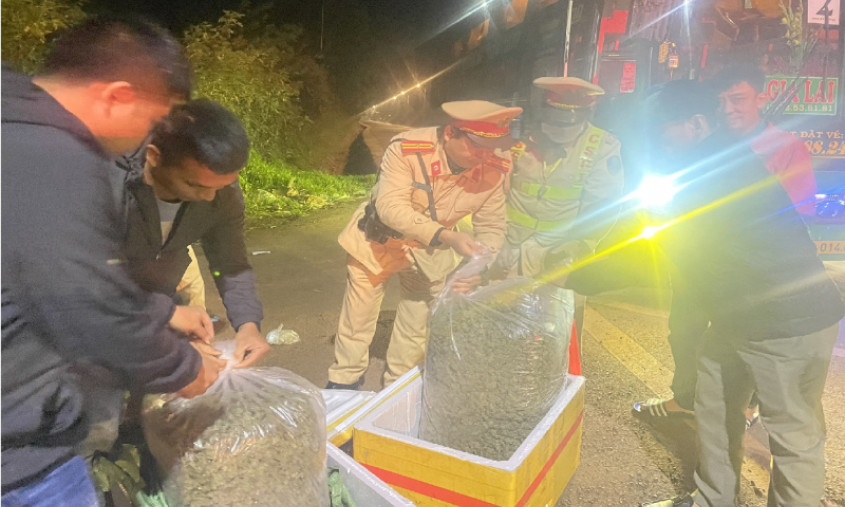 Mua hạt giống cần sa rồi thuê người trồng