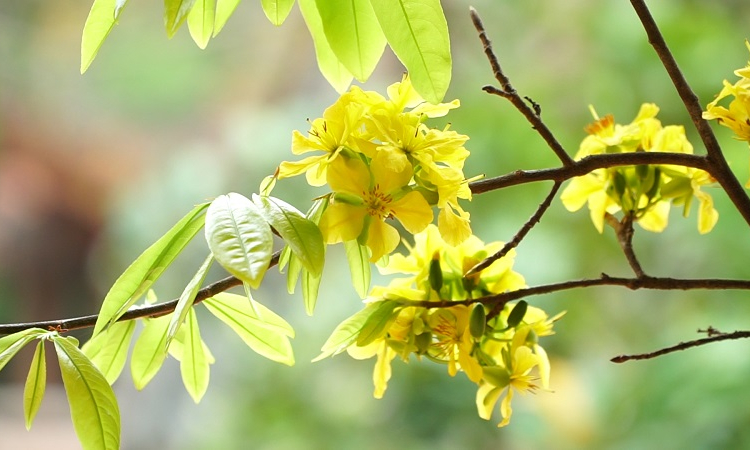 Mùa xuân, hành hương về Yên Tử