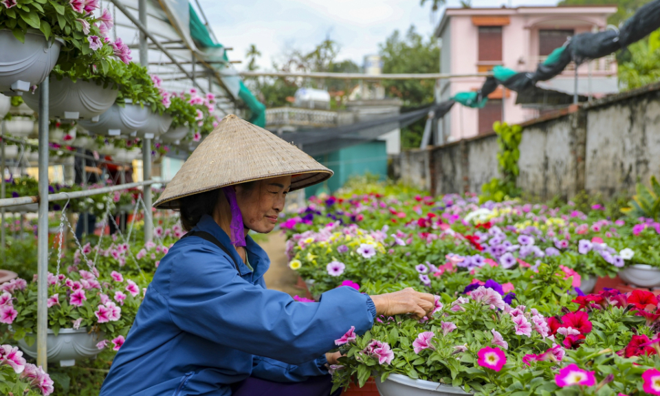 Flower and ornamental tree villages bustling for Tet