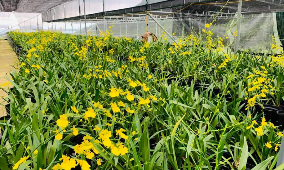 Flowers bloom on the mountain of Cao Son
