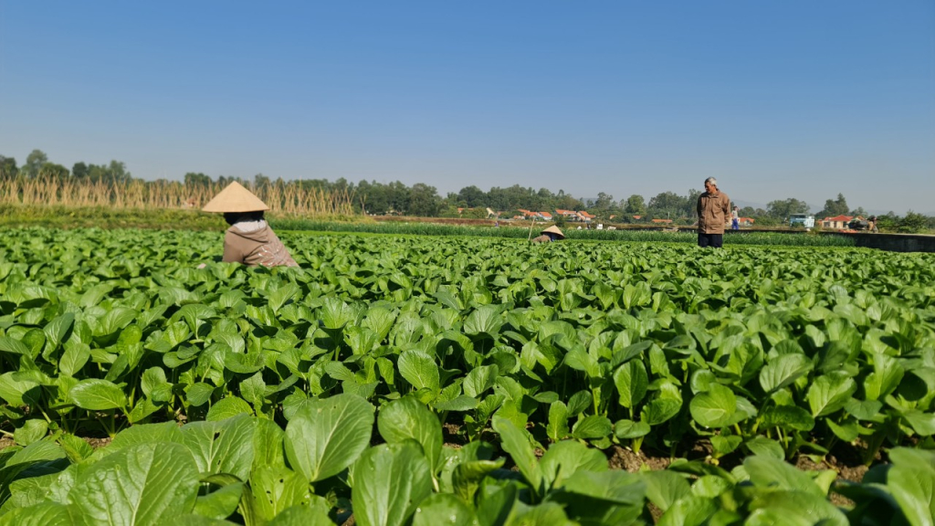 Vùng sản xuất rau an toàn của Công ty Việt Long Xanh.