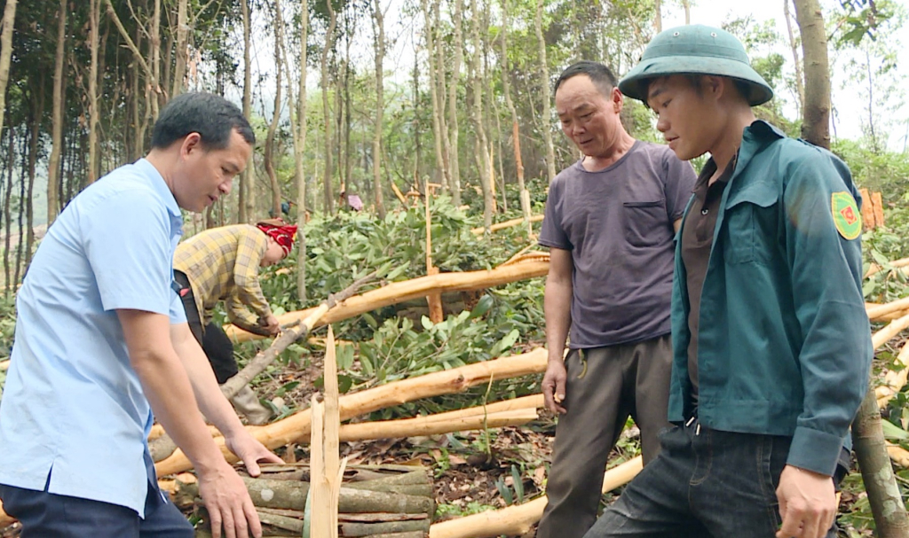 Người dân xã Quảng Lâm (huyện Đầm Hà) tiến hành thu hoạch quế.