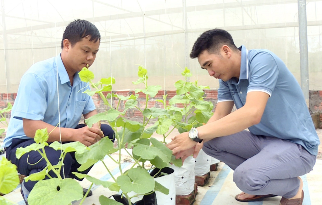Mô hình trồng dưa lưới ứng dụng công nghệ cao mang lại hiệu quả kinh tế cao của gia đình anh Trương Thể  Đô, thôn Đông (xã Dực Yên, huyện Đầm Hà)