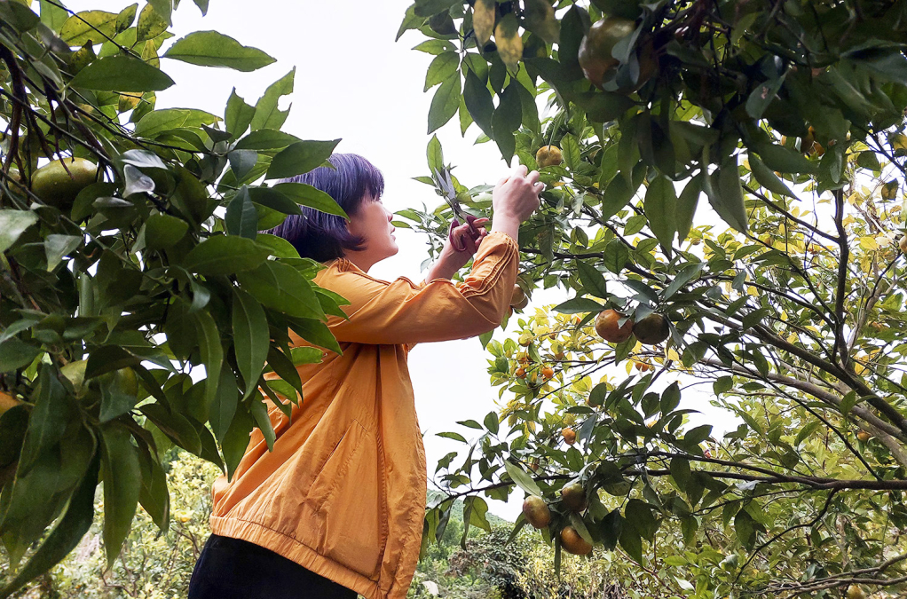 Du khách Uông Bí trải nghiệm tại Orange Farm Vàng Danh.