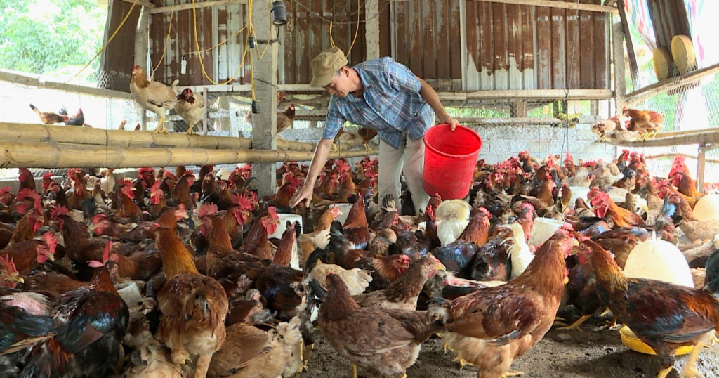 Người dân huyện Tiên Yên phát triển đàn gà bản địa.