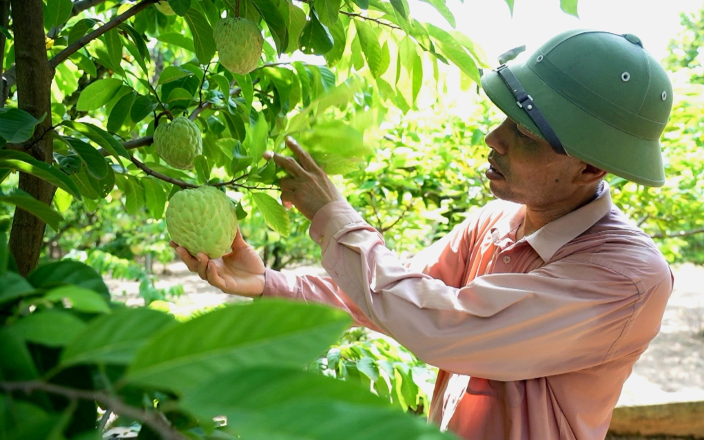 Quả na Đông Triều đạt chất lượng tốt, có thương hiệu trên thị trường.