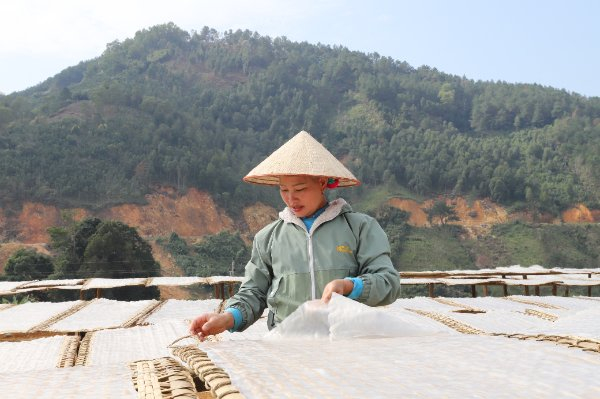 Người dân huyện Bình Liêu phơi miến dong.