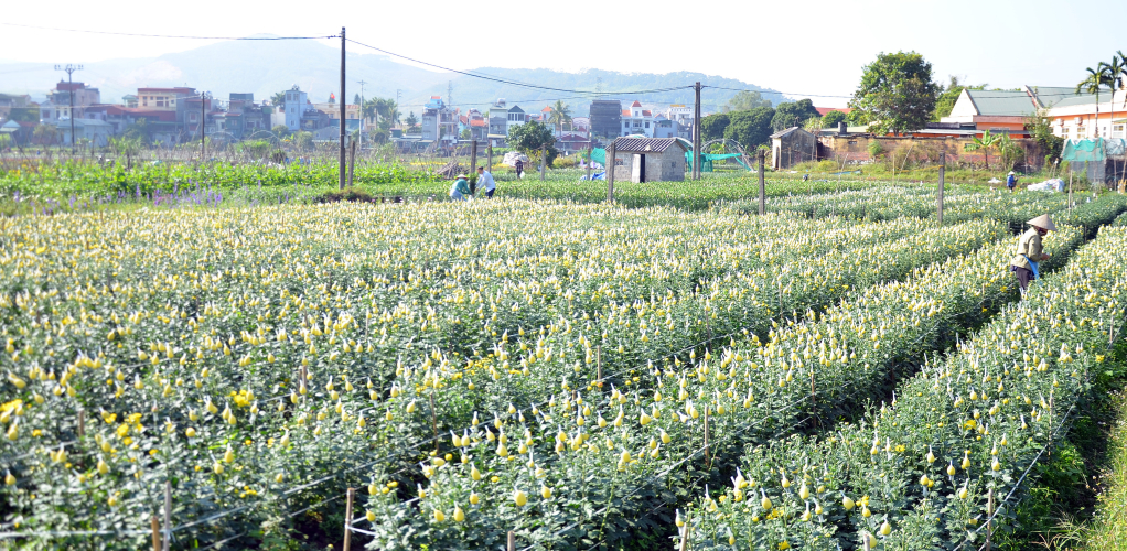 Phường Hoành Bồ (TP Hạ Long) có khoảng 100 hộ nông dân trồng hòa với tổng diện tích khoảng 8ha, chủ yếu ở khu 5, 6 và 9. Riêng khu 5 tập trung 70% các hộ trồng hoa toàn phường.