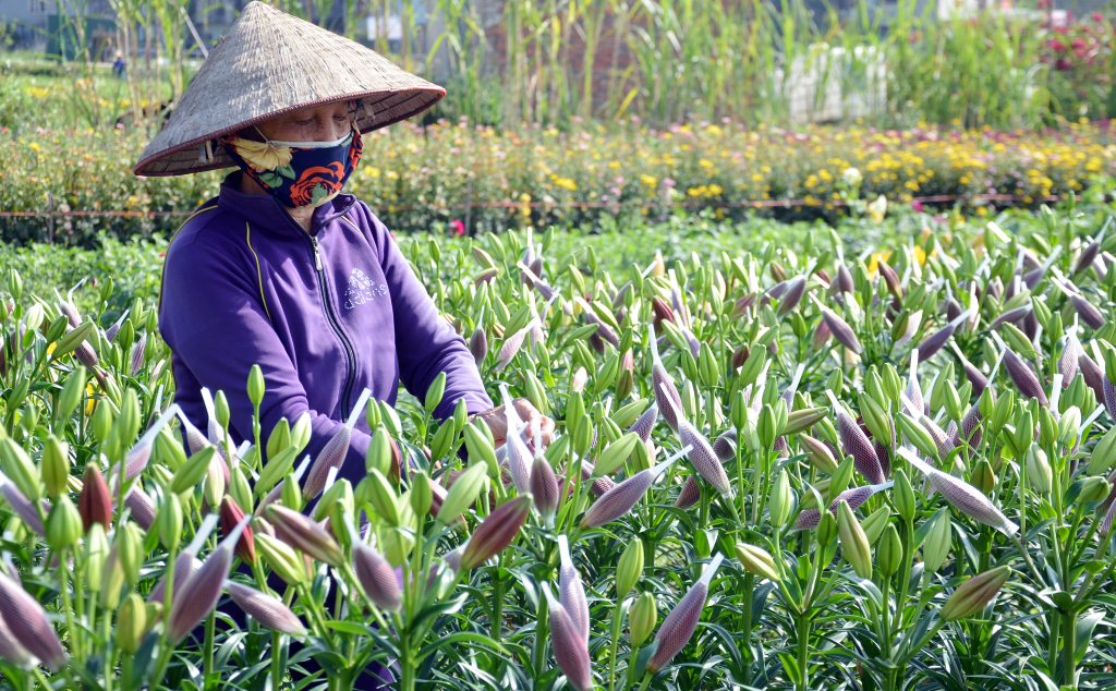 Cũng ở khu 5, bà Lê Thị Trạch đang bó những cây hoa ly để tránh sương muối và hãm cho hoa nở chậm lại kịp thời cung cấp cho thị trường Tết Nguyên đán.