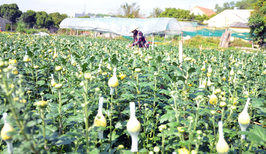 Nông dân phường Hoành Bồ chuyển đổi sang trồng hoa cách đây 20 năm. Hiện nay trồng hoa cho thu nhập bình quân 250-500 triệu đồng/hộ mang lại hiệu quả kinh tế cao. Phần lớn các hộ trồng hoa thuộc hộ nông dân SXKGD cấp thành phố và cấp tỉnh.