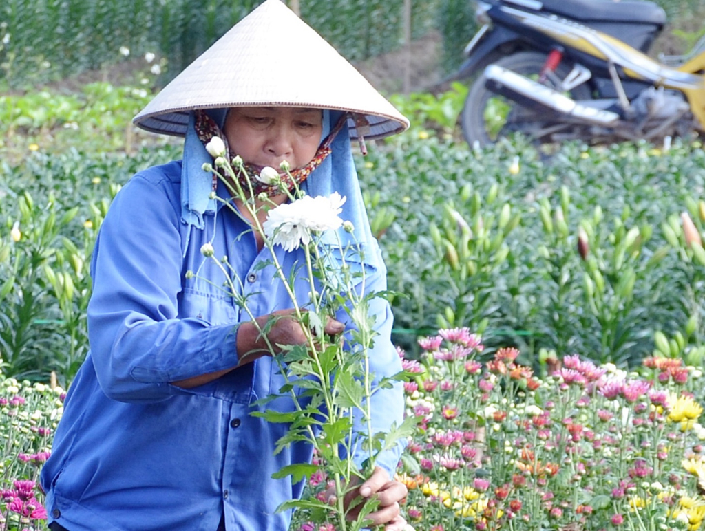 Nhiều hộ trồng hoa lâu năm như bà Nguyễn Thị Lan (khu 5) có khách hàng quen đã đặt trước Tết Nguyên đán vài ngày.