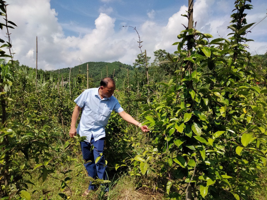Mô hình trồng ba kích giúp người nông dân xã Minh Cầm nói riêng huyện Ba Chẽ nói chung nâng cao thu nhập.