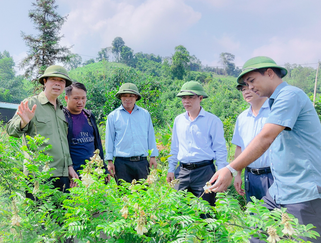  Lãnh đạo huyện đến thăm một mô hình trồng cây dược liệu trên địa bàn xã Đồn Đạc.