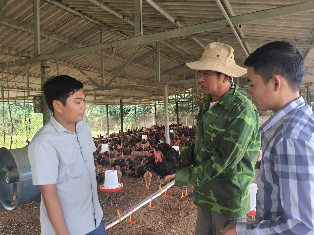 Ông Lãnh Văn Chưng (ở giữa) giới thiệu về quy trình nuôi đàn gà trống tại trang trại của mình.