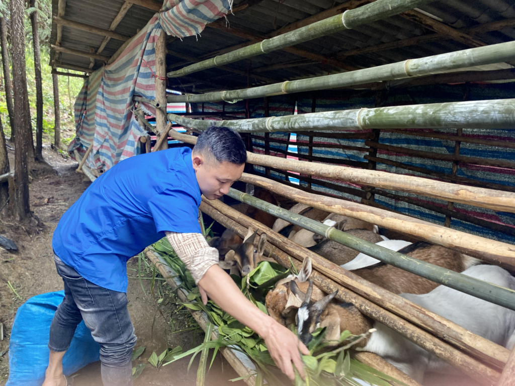 Hiện đàn dê của anh Triệu Văn Nhì có 12 con, sinh trưởng tốt.