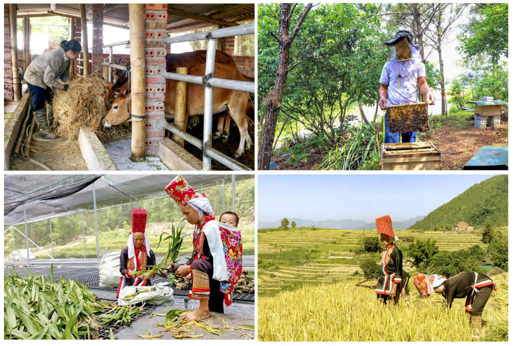 Huyện Bình Liêu ngày càng xuất hiện nhiều mô hình sản xuất, phát triển kinh tế hiệu quả. 