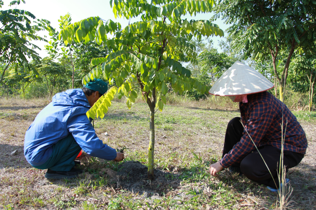 Nhân viên Ban Quản lý Di tích Quốc gia đặc biệt Bạch Đằng chăm sóc từng cây lim.