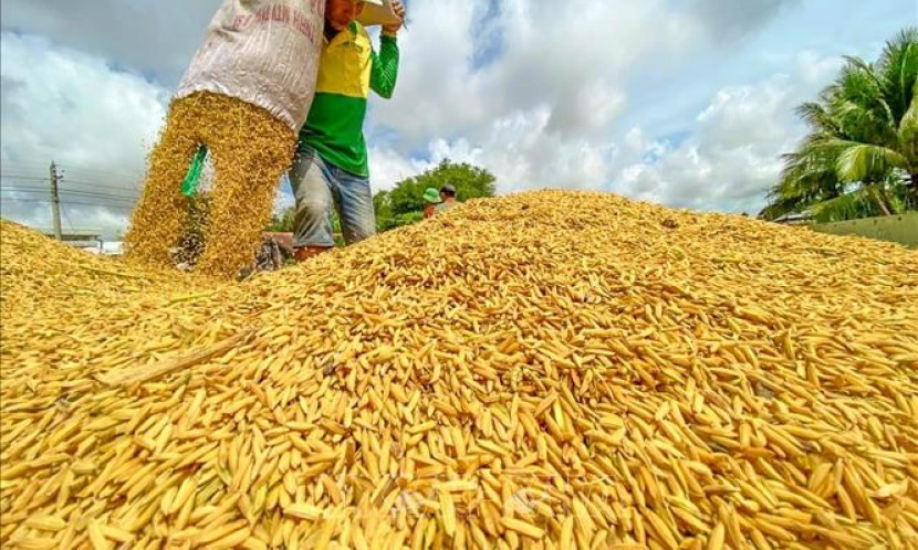 Giá gạo xuất khẩu lên mức cao nhất kể từ giữa tháng 7