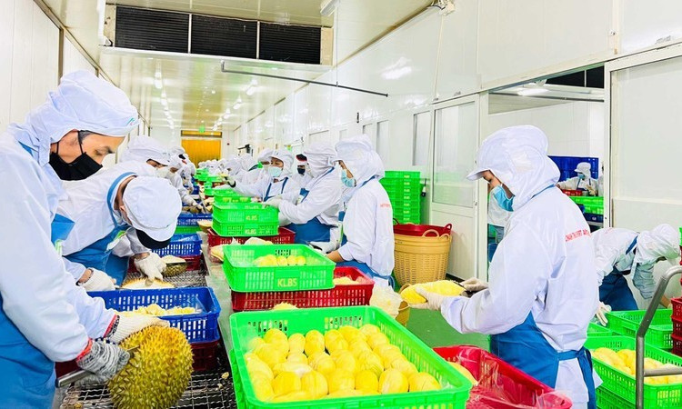 RCEP: New opportunities with familiar partners