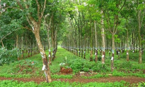 Điều kiện chuyển mục đích sử dụng một phần thửa đất