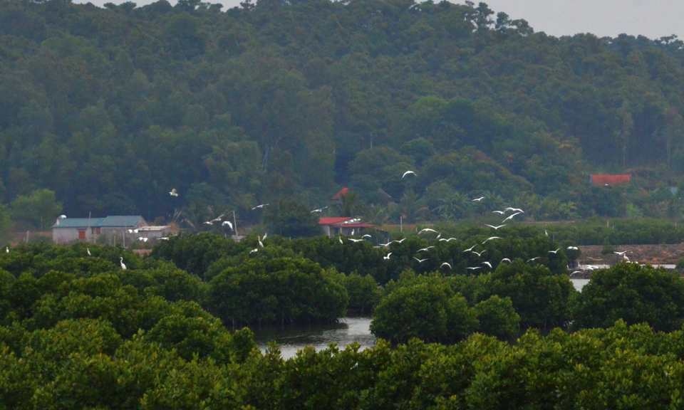 Đất lành chim đậu