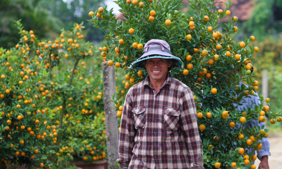 Tết sớm trên làng quất nức tiếng miền Trung, chưa chín hết đã “cháy hàng”