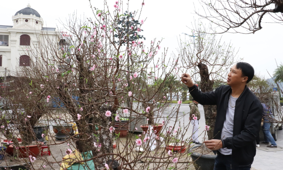 Ha Long streets full of spring flowers