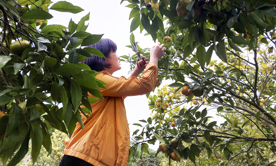 Nông nghiệp kết hợp du lịch - Hướng đi của sự bền vững