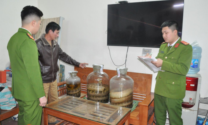 Phát hiện kho rượu ngâm rắn hổ chúa, kỳ đà