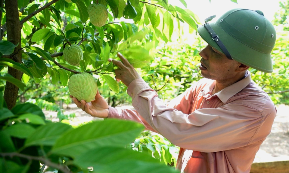 Ngành nông nghiệp phấn đấu tốc độ tăng trưởng đạt 4,2%