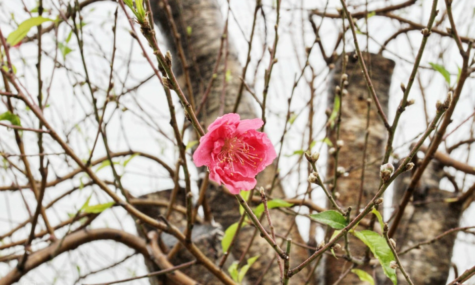 Làng đào cổ thụ vào vụ Tết