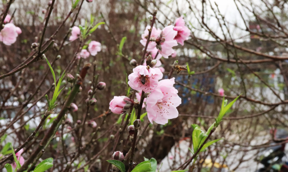Spring flowers give Ha Long city a festive air