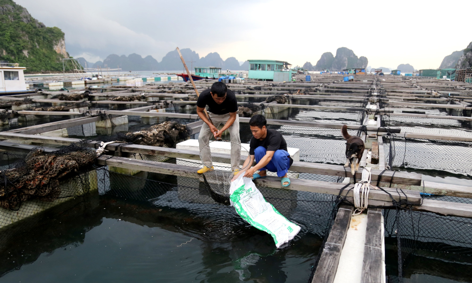 Thủy sản phấn khởi vào vụ Tết