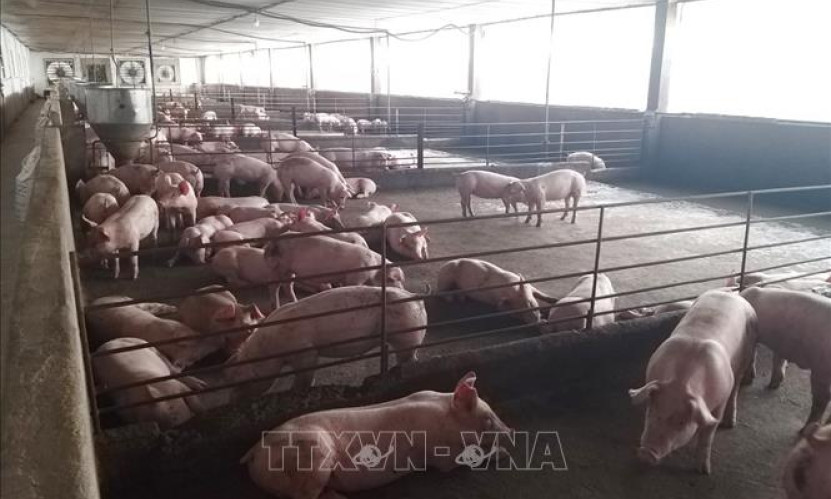 Kiểm tra, xử lý các trường hợp sử dụng chất cấm trong chăn nuôi