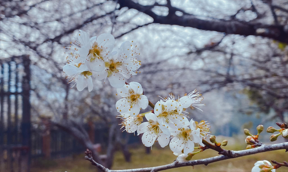 White apricot blossom blooms in sacred Yen Tu